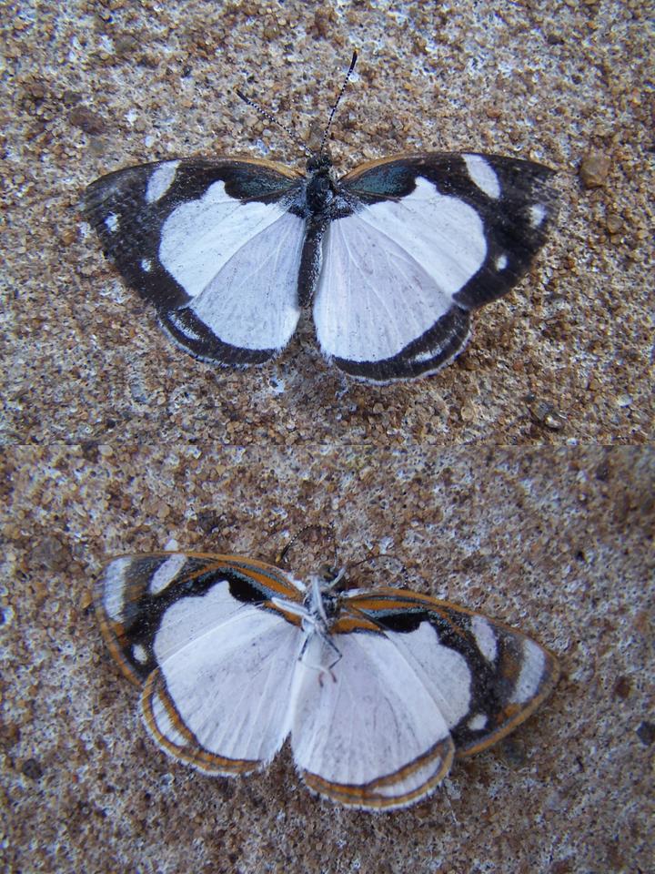 FIGURE 2b FIGURE 2b